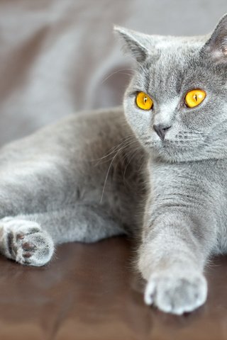 Обои фон, кошка, взгляд, background, cat, look разрешение 2560x1600 Загрузить