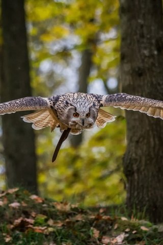 Обои сова, полет, птица, owl, flight, bird разрешение 2190x1369 Загрузить