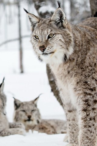 Обои природа, фон, рыси, nature, background, lynx разрешение 2560x1600 Загрузить