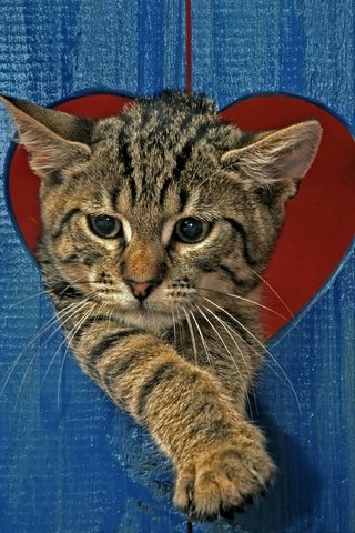 Обои кот, кошка, забор, серый, сердце, полосатый, cat, the fence, grey, heart, striped разрешение 2880x2234 Загрузить