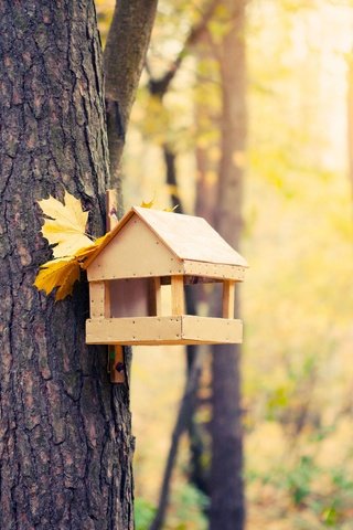 Обои лес, осень, домик для птиц, forest, autumn, house for birds разрешение 2508x1672 Загрузить