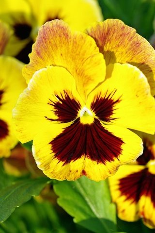 Обои желтый, макро, лепестки, анютины глазки, виола, yellow, macro, petals, pansy, viola разрешение 2232x1427 Загрузить