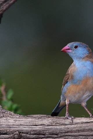 Обои птица, клюв, перья, коряга, ангольский астрильд, астрильд, bird, beak, feathers, snag, angolan astrild, astrild разрешение 2048x1256 Загрузить