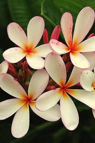 Обои цветы, кустарник, флора, плюмерия, flowers, shrub, flora, plumeria разрешение 2880x2056 Загрузить