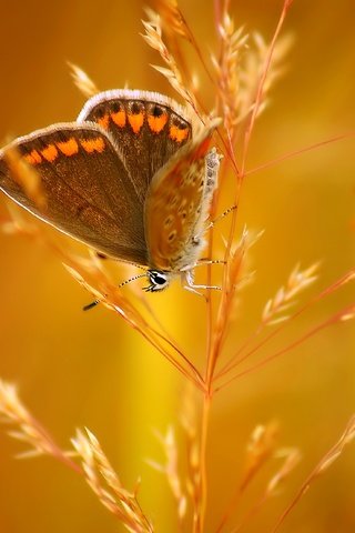 Обои насекомое, бабочка, колосок, боке, insect, butterfly, spike, bokeh разрешение 3650x2219 Загрузить