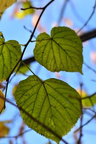 Обои природа, листья, осень, nature, leaves, autumn разрешение 2048x1363 Загрузить