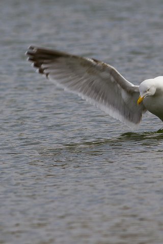 Обои вода, крылья, чайка, птица, клюв, перья, взмах, water, wings, seagull, bird, beak, feathers, stroke разрешение 2048x1365 Загрузить