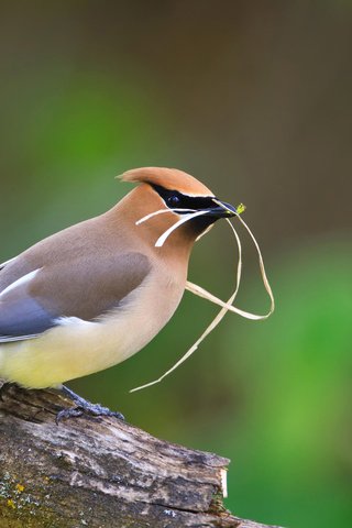 Обои природа., свиристель, bombycilla, певчая птица, nature., the waxwing, songbird разрешение 1920x1200 Загрузить