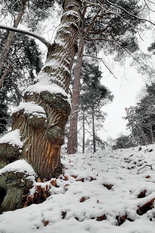 Обои дерево, лес, зима, tree, forest, winter разрешение 1920x1200 Загрузить