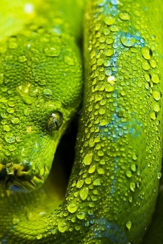 Обои зелёный, змея, чешуя, голова, green, snake, scales, head разрешение 2048x1518 Загрузить
