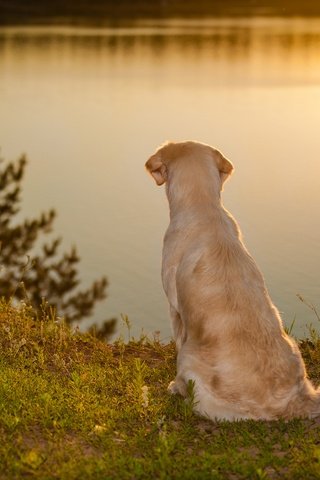 Обои вода, закат, настроение, собака, золотистый ретривер, water, sunset, mood, dog, golden retriever разрешение 2880x1916 Загрузить