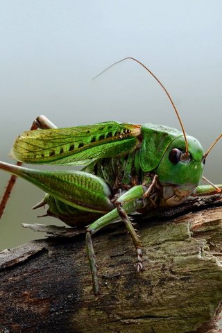 Обои природа, макро, насекомое, кузнечик, на природе, nature, macro, insect, grasshopper разрешение 2560x1440 Загрузить