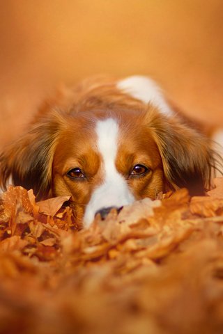 Обои морда, природа, листья, взгляд, осень, собака, коикерхондье, face, nature, leaves, look, autumn, dog, kooikerhondje разрешение 2048x1365 Загрузить