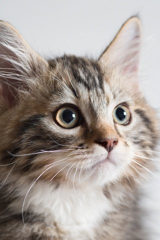 Обои портрет, кошка, киса, коте, portrait, cat, kitty, kota разрешение 3576x2496 Загрузить