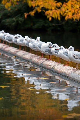 Обои река, осень, птицы, чайки, river, autumn, birds, seagulls разрешение 2047x1354 Загрузить