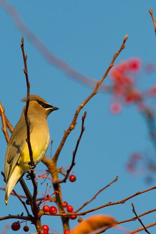 Обои небо, ветка, птица, ягоды, свиристель, the sky, branch, bird, berries, the waxwing разрешение 2048x1362 Загрузить