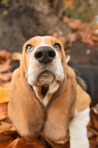 Обои природа, взгляд, осень, собака, друг, пес, бассет, бассет-хаунд, nature, look, autumn, dog, each, bassett, the basset hound разрешение 2998x1801 Загрузить