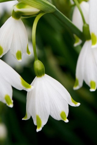 Обои лепестки, весна, белые, подснежники, petals, spring, white, snowdrops разрешение 2048x1365 Загрузить