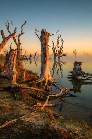 Обои деревья, озеро, утро, туман, trees, lake, morning, fog разрешение 2048x1536 Загрузить