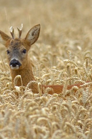 Обои олень, поле, пшеница, deer, field, wheat разрешение 2560x1776 Загрузить