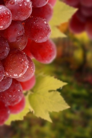 Обои листья, макро, виноград, еда, leaves, macro, grapes, food разрешение 2880x1800 Загрузить