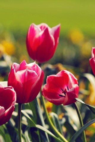 Обои цветы, природа, весна, тюльпаны, flowers, nature, spring, tulips разрешение 3872x2592 Загрузить