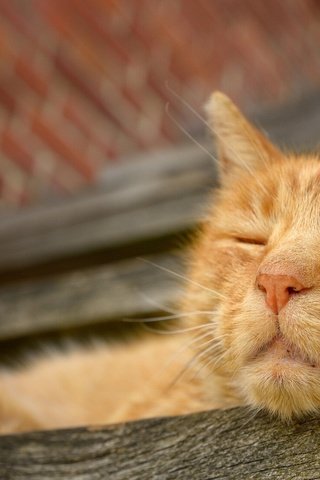 Обои морда, кот, сон, отдых, рыжий, face, cat, sleep, stay, red разрешение 1920x1336 Загрузить