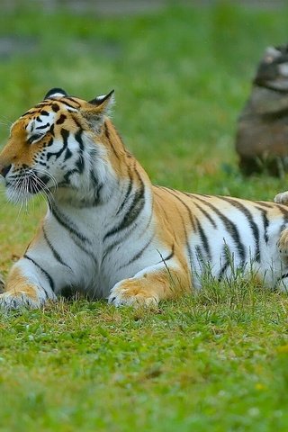 Обои тигр, котята, тигрята, детеныши, материнство, тигрица, tiger, kittens, the cubs, cubs, motherhood, tigress разрешение 2170x1080 Загрузить