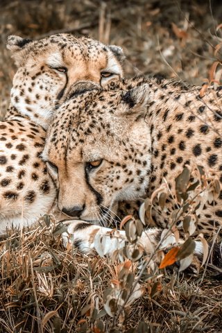 Обои природа, фон, гепарды, nature, background, cheetahs разрешение 2220x1249 Загрузить