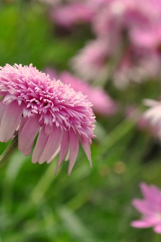 Обои цветы, зелень, боке, flowers, greens, bokeh разрешение 2831x1881 Загрузить