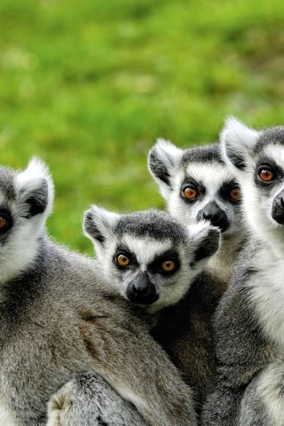 Обои лемуры, мадагаскар, lemuri, lemurs, madagascar разрешение 2351x1574 Загрузить