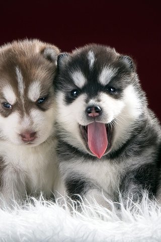 Обои хаски, щенки, собаки, husky, puppies, dogs разрешение 1920x1080 Загрузить