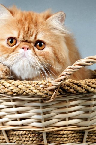 Обои кот, корзина, рыжий, cat, basket, red разрешение 1920x1080 Загрузить