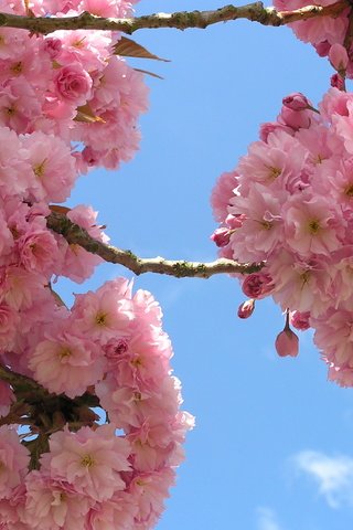 Обои небо, цветы, ветки, сакура, флора, the sky, flowers, branches, sakura, flora разрешение 2288x1712 Загрузить