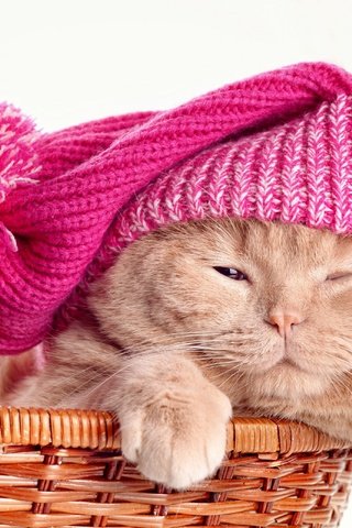 Обои кот, кошка, шапка, корзинка, скоттиш-фолд, шотландская вислоухая кошка, cat, hat, basket, scottish fold, scottish fold cat разрешение 2880x2080 Загрузить