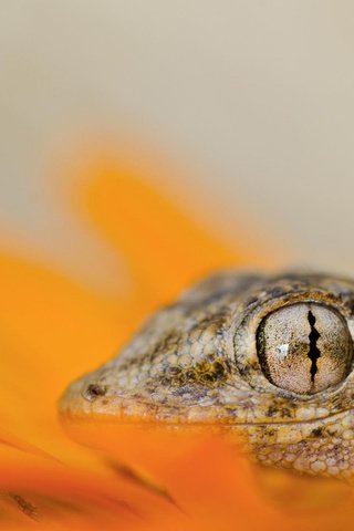 Обои ящерица, глаз, голова, рептилия, lizard, eyes, head, reptile разрешение 1920x1200 Загрузить