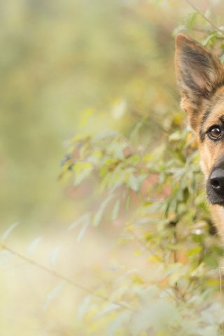 Обои взгляд, собака, друг, немецкая овчарка, овчарка, look, dog, each, german shepherd, shepherd разрешение 2560x1556 Загрузить