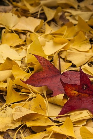 Обои природа, листья, осень, nature, leaves, autumn разрешение 1920x1280 Загрузить