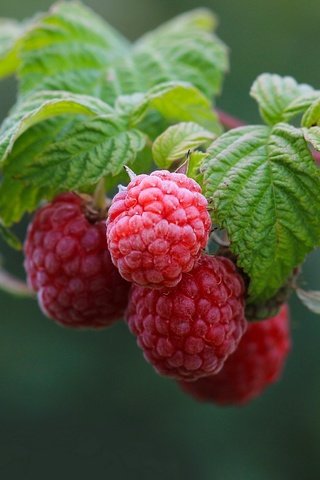 Обои ветка, природа, листья, малина, ягоды, branch, nature, leaves, raspberry, berries разрешение 2560x1724 Загрузить