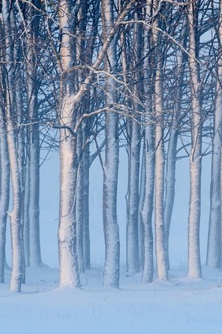 Обои деревья, снег, зима, швеция, швеции, готланд, trees, snow, winter, sweden, gotland разрешение 4256x2621 Загрузить