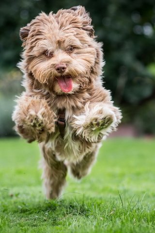 Обои настроение, собака, радость, прыжок, бег, лужайка, терьер, mood, dog, joy, jump, running, lawn, terrier разрешение 1920x1280 Загрузить