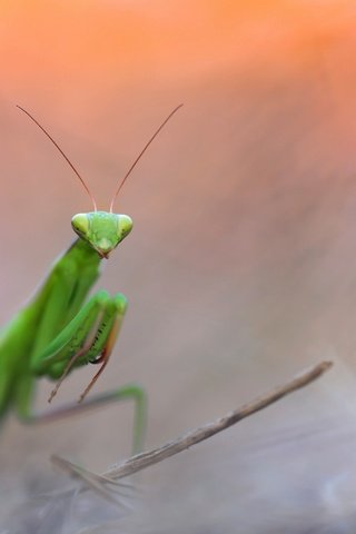 Обои природа, насекомое, фон, богомол, nature, insect, background, mantis разрешение 2048x1302 Загрузить