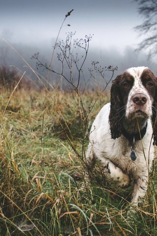 Обои туман, собака, друг, спаниель, fog, dog, each, spaniel разрешение 3000x2000 Загрузить