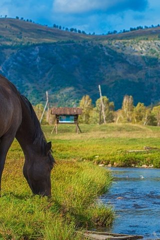 Обои река, горы, лошади, кони, речушка, пасутся, river, mountains, horse, horses, grazing разрешение 1920x1200 Загрузить