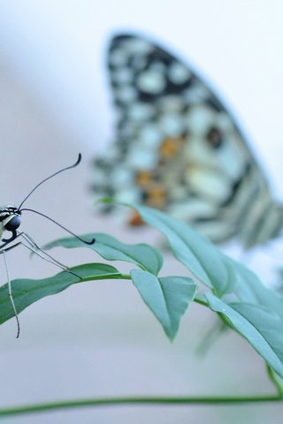 Обои трава, насекомое, бабочка, крылья, grass, insect, butterfly, wings разрешение 2048x1160 Загрузить
