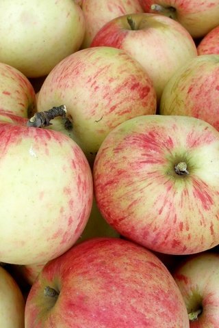 Обои фрукты, яблоки, плоды, fruit, apples разрешение 2400x1562 Загрузить