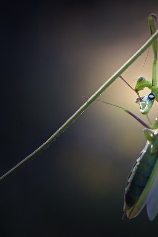 Обои жук, макро, висит, травинка, beetle, macro, hanging, a blade of grass разрешение 1920x1200 Загрузить