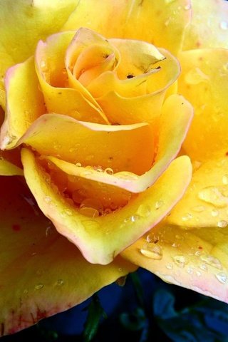 Обои капли, роза, жёлтая, drops, rose, yellow разрешение 1920x1200 Загрузить