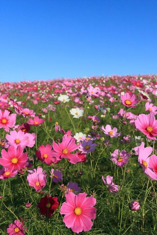 Обои небо, цветы, поле, космея, the sky, flowers, field, kosmeya разрешение 2048x1365 Загрузить