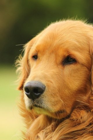 Обои морда, портрет, собака, золотистый ретривер, голден ретривер, face, portrait, dog, golden retriever разрешение 2048x1365 Загрузить